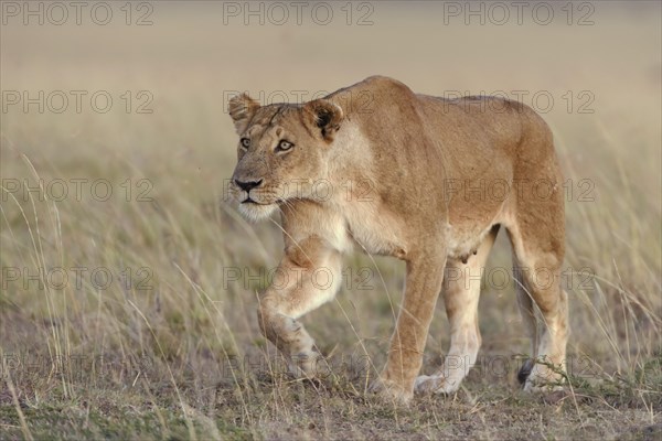 Lioness (Panthera leo) submissively approaching the male pack-leader