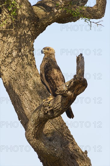 Tawny eagle (Aquila Rapax)