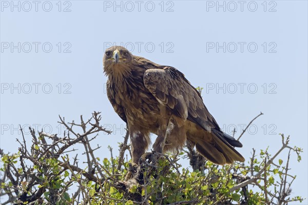 Tawny eagle (Aquila Rapax)