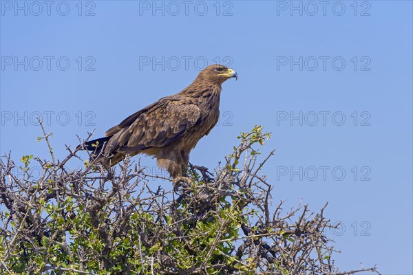 Tawny eagle (Aquila Rapax)