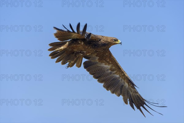 Tawny eagle (Aquila Rapax)