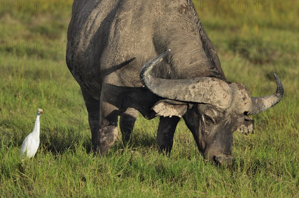 African buffalo or cape buffalo (Syncerus caffer)