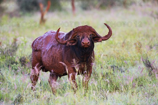 African buffalo or cape buffalo (Syncerus caffer)