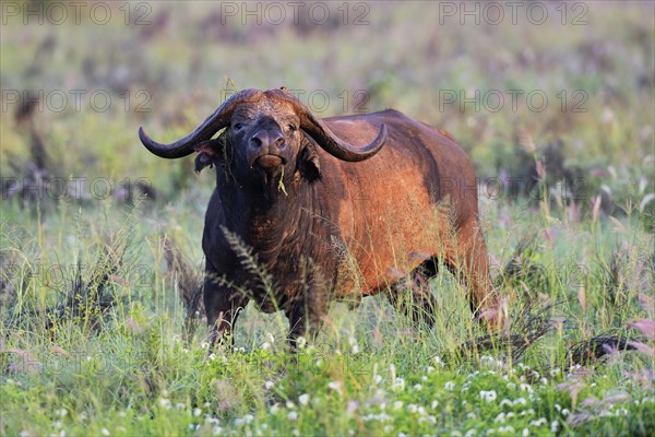 African buffalo (Syncerus caffer)