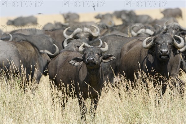 Herd of African buffalo or cape buffalo (Syncerus caffer)