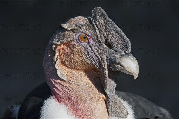 Andean condor (Vultur gryphus)