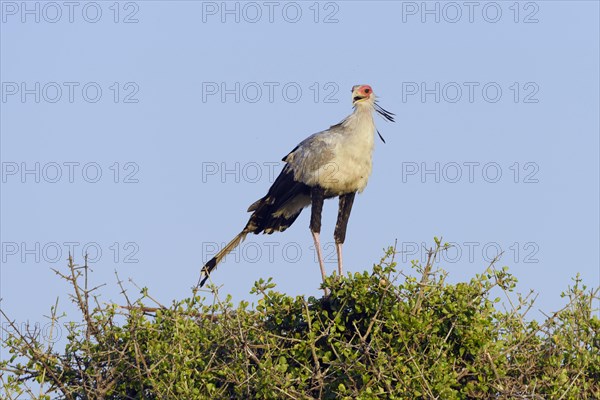 Secretarybird (Sagittarius serpentarius)