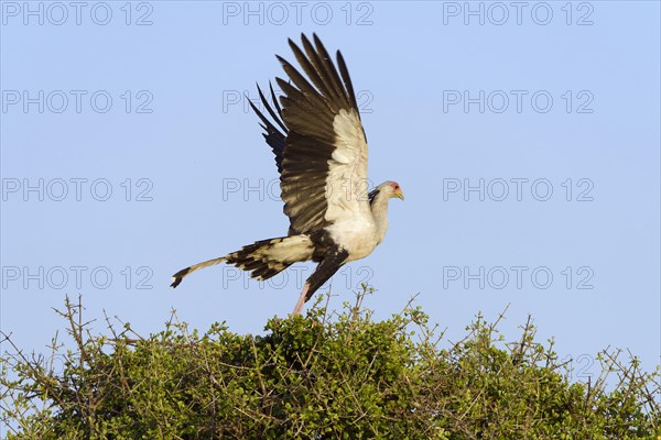 Secretarybird (Sagittarius serpentarius)