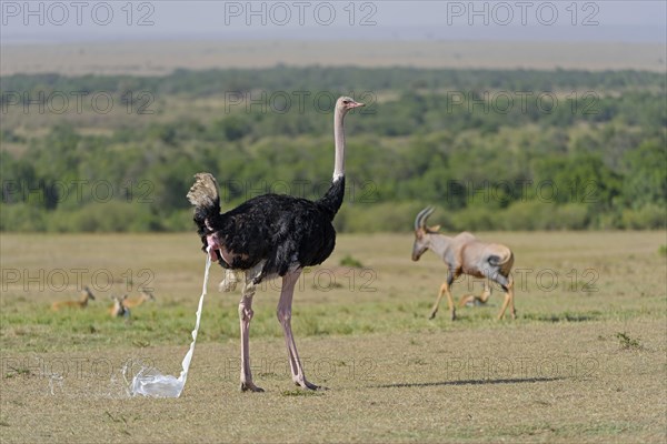 Ostrich (Struthio camelus)