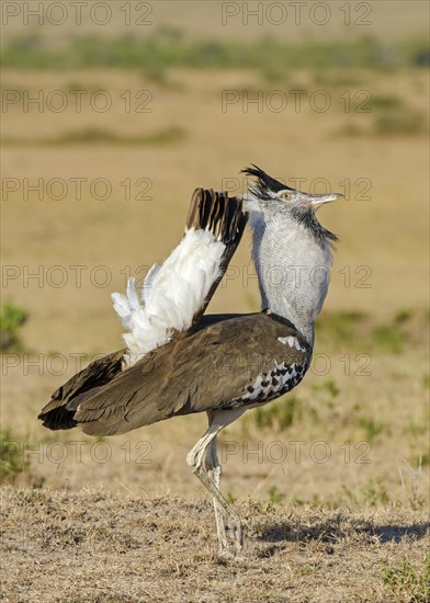 Kori bustard (Ardeotis kori)