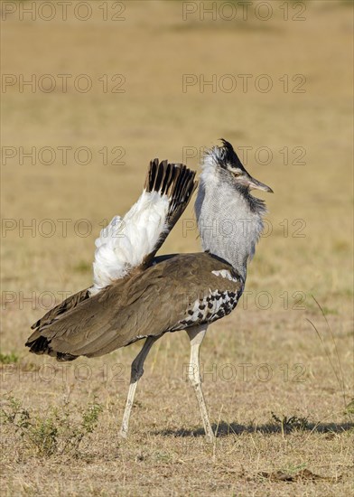 Kori bustard (Ardeotis kori)