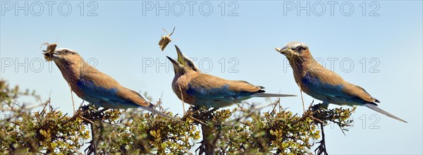 Purple roller (Coracias naevia)