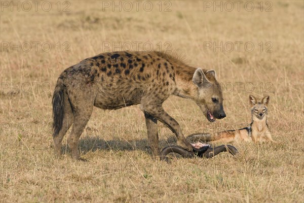 Hungry jackal (Canis mesomelas) watching a spotted hyena (Crocuta crocuta) at a carcass