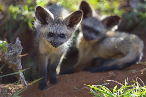 Young bat-eared foxes (Otocyon megalotis)