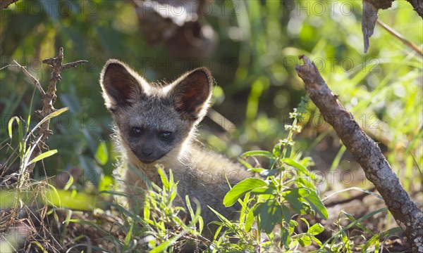 Young bat-eared fox (Otocyon megalotis)