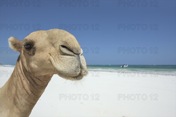 Dromedary or Arabian camel (Camelus dromedarius)