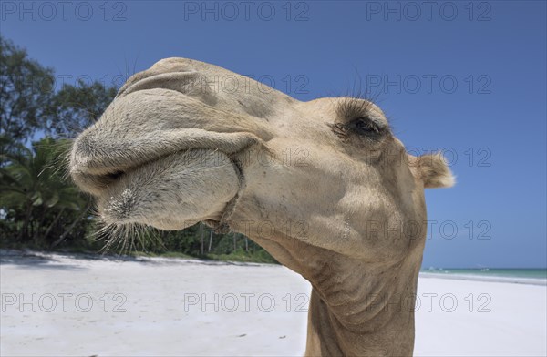 Dromedary or Arabian camel (Camelus dromedarius)