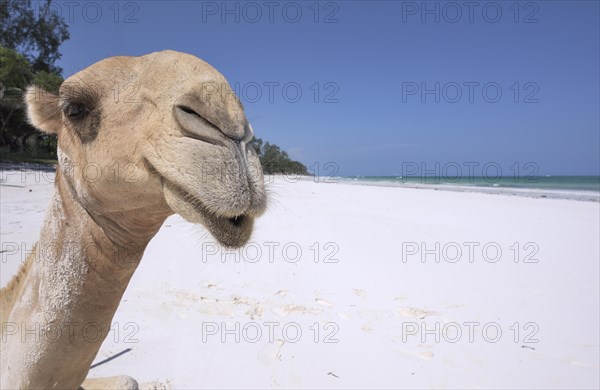 Dromedary or Arabian camel (Camelus dromedarius)