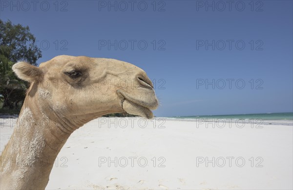 Dromedary or Arabian camel (Camelus dromedarius)