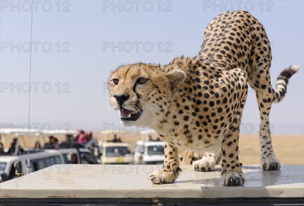A cheetah (Acinonyx jubatus) sitting on a vehicle