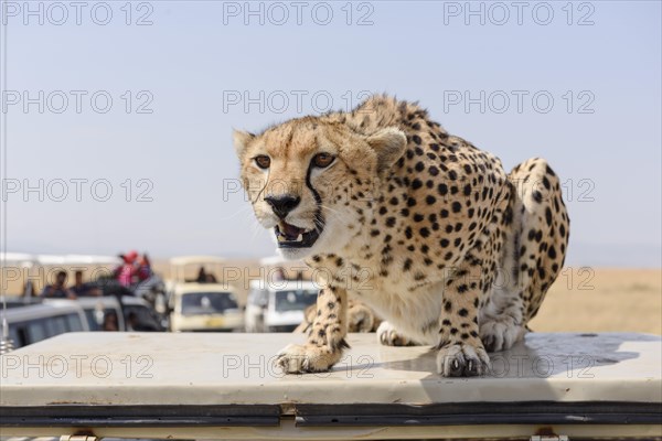A cheetah (Acinonyx jubatus) sitting on a vehicle