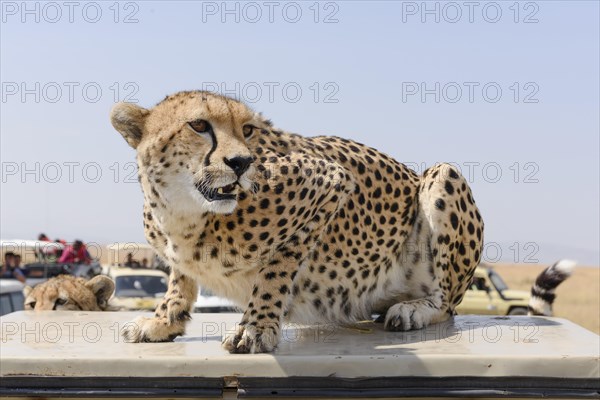 A cheetah (Acinonyx jubatus) sitting on a vehicle