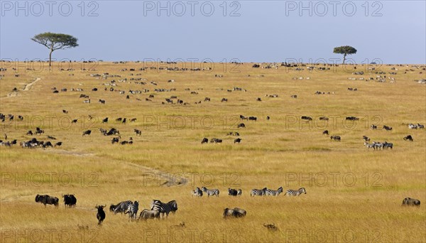 Herd of wildebeests or gnus (Connochaetes taurinus) migrating