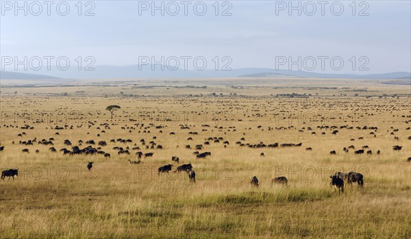 Herd of wildebeests or gnus (Connochaetes taurinus) migrating