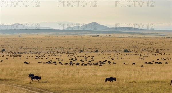 Herd of wildebeests or gnus (Connochaetes taurinus) migrating