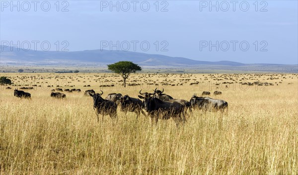 Herd of wildebeests or gnus (Connochaetes taurinus) migrating