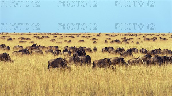 Herd of wildebeests or gnus (Connochaetes taurinus) migrating