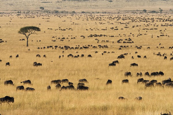 Herd of wildebeests or gnus (Connochaetes taurinus) migrating