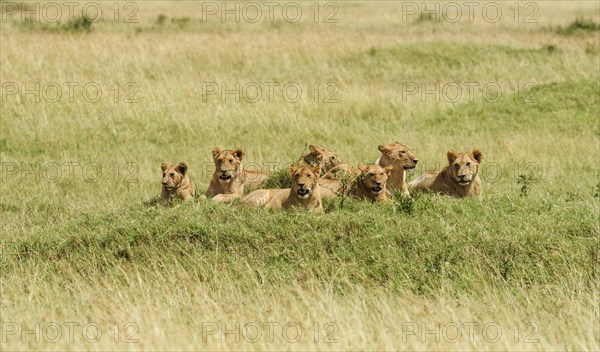 Pride of lions (Panthera leo) lying on hill