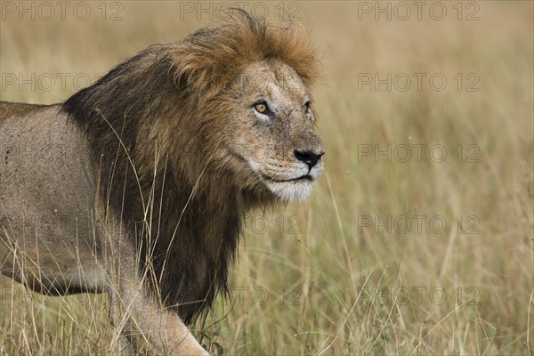 Wet lion (Panthera leo)