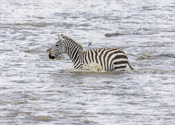 Plains zebra (Equus quagga) being followed by Nile crocodiles (Crocodylus niloticus) while crossing river