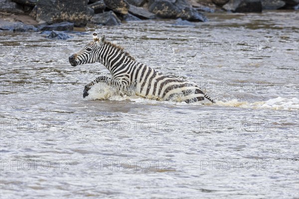 Young plains zebra (Equus quagga) crossing river in panic