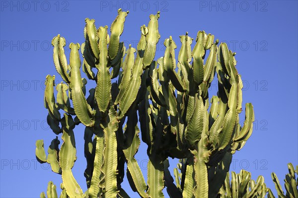 Candelabra Tree (Euphorbia ingens)