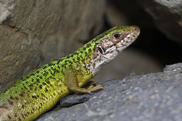 European Green Lizard (Lacerta viridis) female basking on rocks