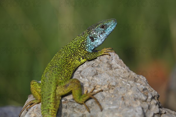 European Green Lizard (Lacerta viridis) male in breeding plumage basking on rocks