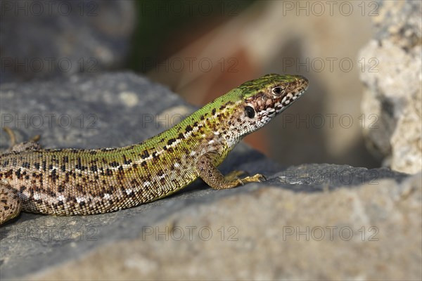European Green Lizard (Lacerta viridis) female basking on rocks