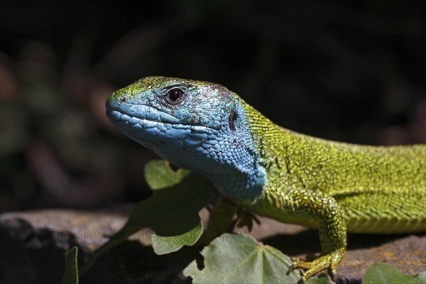 European Green Lizard (Lacerta viridis) male in breeding plumage basking on rocks