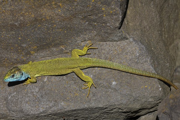 European Green Lizard (Lacerta viridis) male in breeding plumage basking on rocks