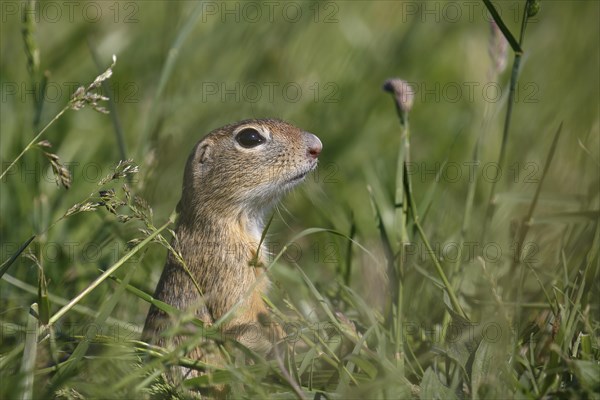 European ground squirrel or European souslik (Spermophilus citellus) looking out of its earthworks in a meadow