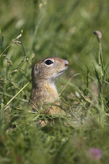 European ground squirrel or European souslik (Spermophilus citellus) looking out of its earthworks in a meadow