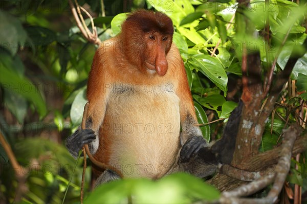 Proboscis Monkey (Nasalis larvatus)