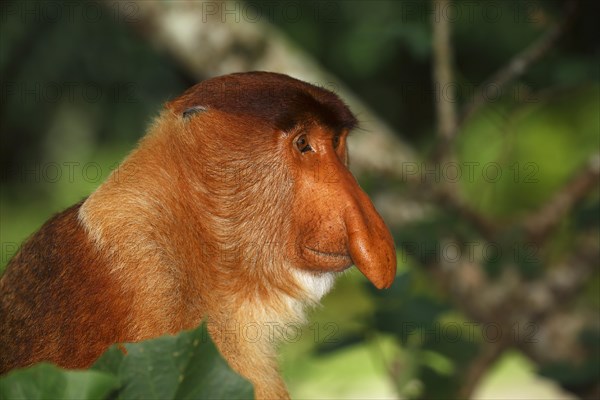 Proboscis Monkey (Nasalis larvatus)