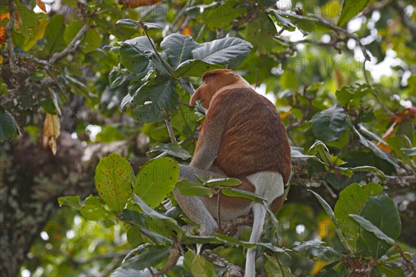 Proboscis Monkey (Nasalis larvatus)