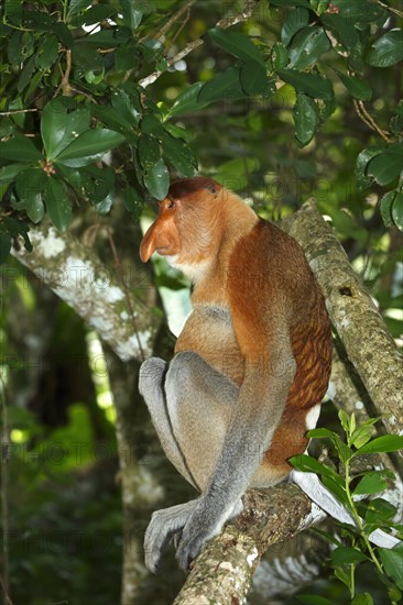 Proboscis Monkey (Nasalis larvatus)