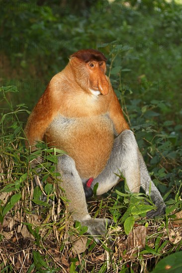 Proboscis Monkey (Nasalis larvatus)