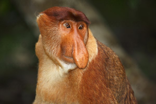 Proboscis Monkey (Nasalis larvatus)